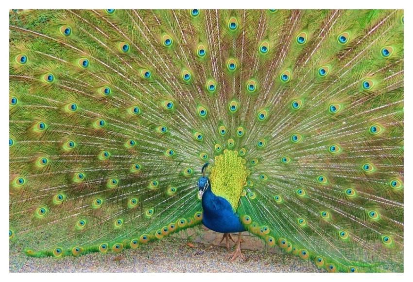 Peacock bird, beautiful animal