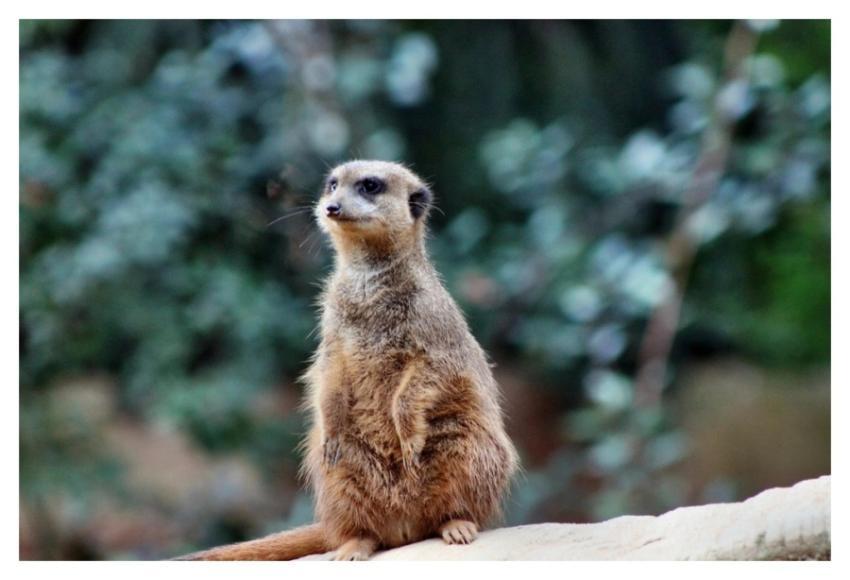 Meerkat standing, desert animal