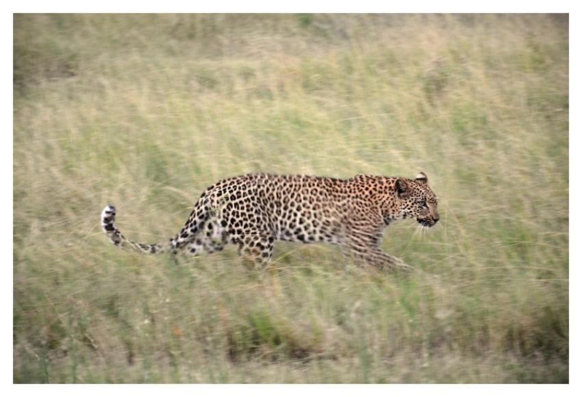 Leopard animal walking wilderness
