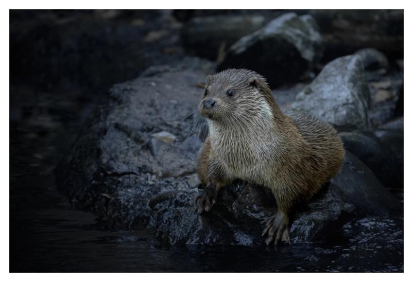 Mammal animal otter, water bank