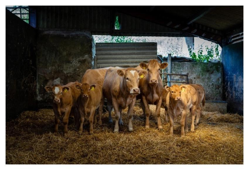 Farm cattle animal, countryside lifestyle