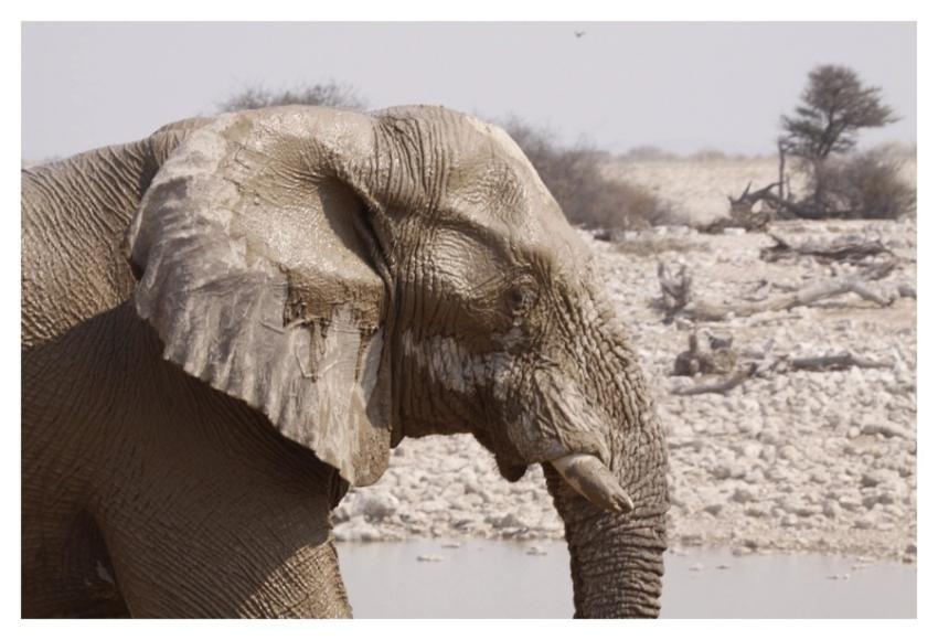 Elephant, animal & wildlife image