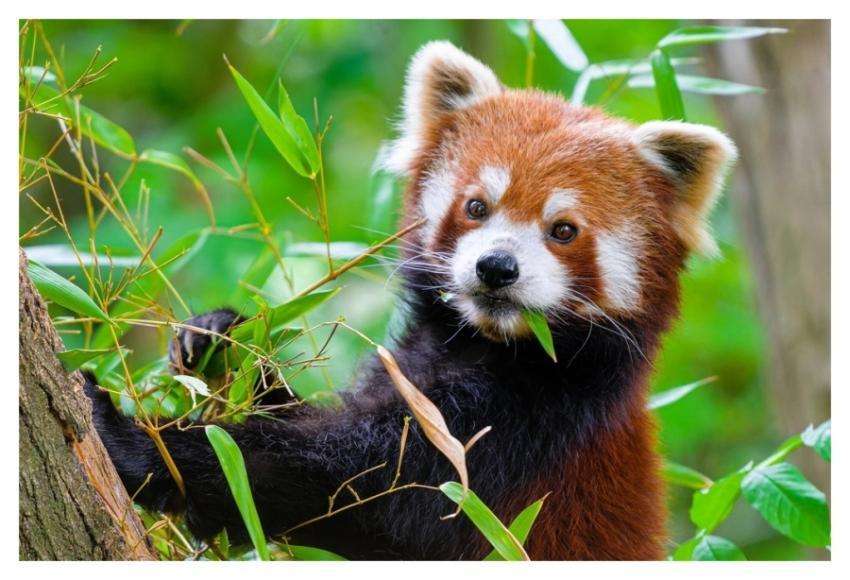 Red panda, herbivore wild animal