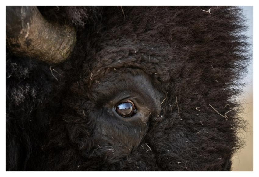 Bison buffalo eye, animal portrait