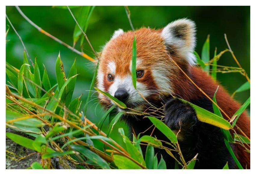 Red panda, herbivore wild animal