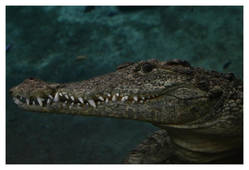 Reptile animal, crocodile, wildlife