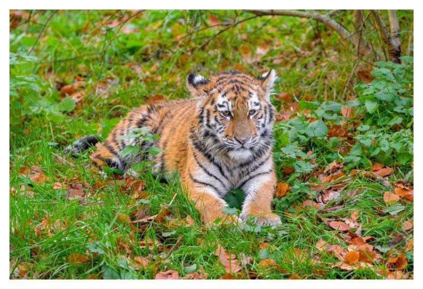 Siberian striped tiger, carnivore animal