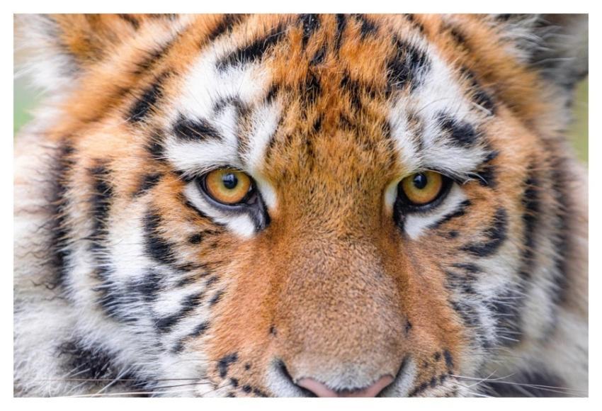 Siberian striped tiger, carnivore animal