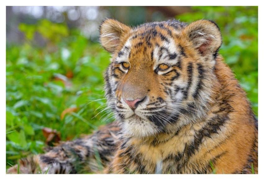 Siberian striped tiger, carnivore animal