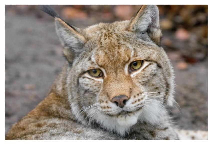 Lynx, wild cat, carnivore animal