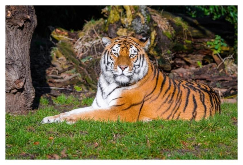 Siberian striped tiger, carnivore animal