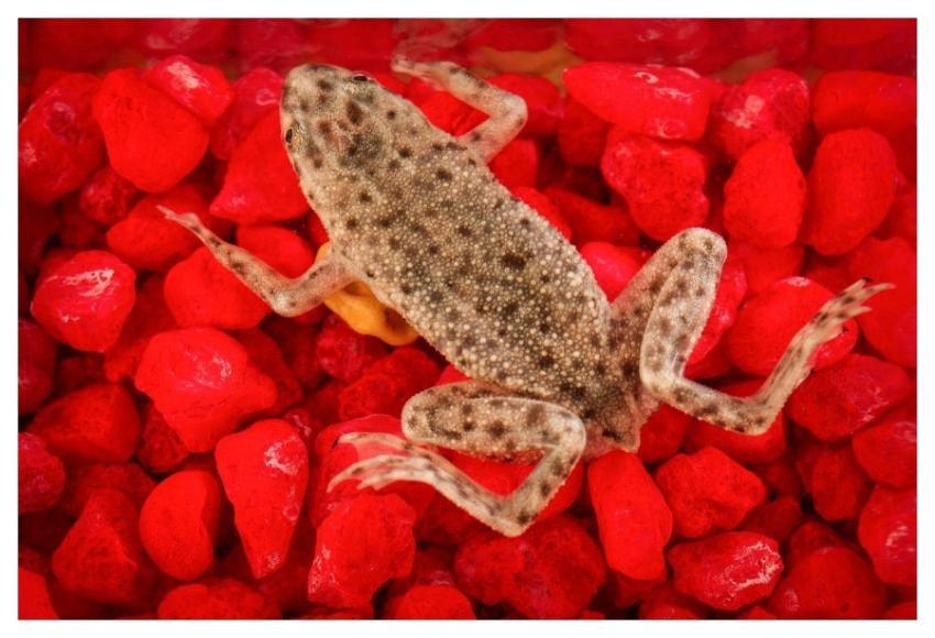 African dwarf frog, Hymenochirus boettgeri. Origin