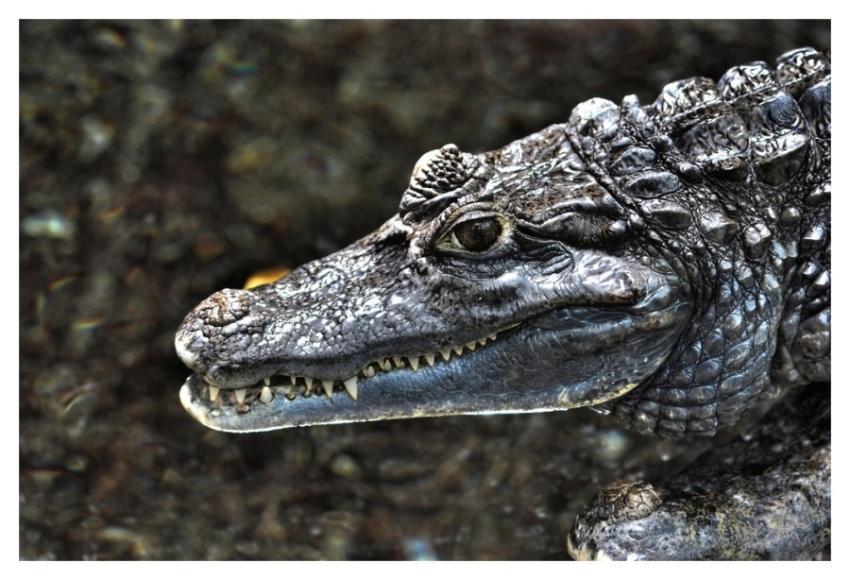 Reptile animal, crocodile, wildlife