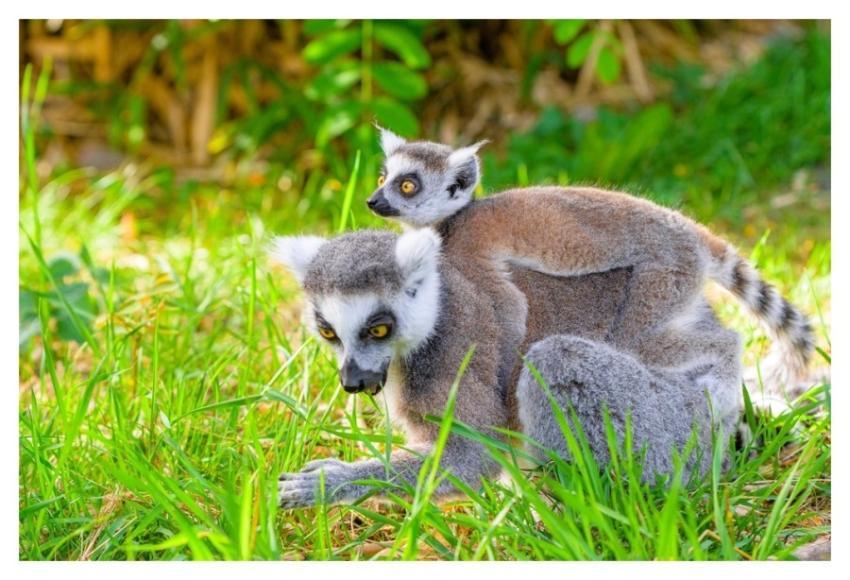 Ring-tailed lemur, primate animal motherhood