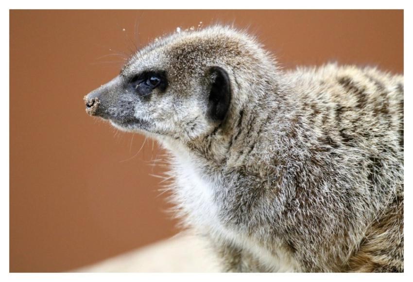 Cute meerkat, animal background