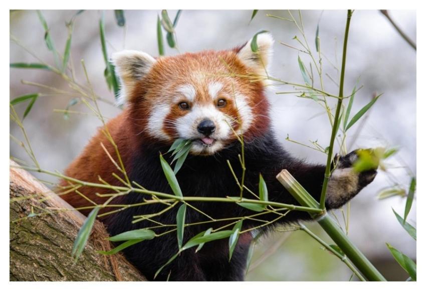 Red panda, herbivore wild animal