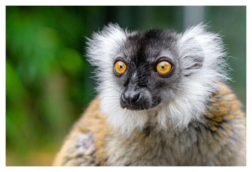 Black lemur, primate wild animal