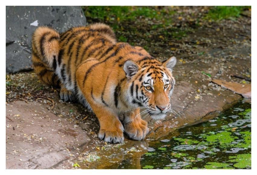 Drinking Siberian tiger, carnivore animal