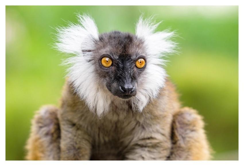 Lemur, mammal primate wild animal