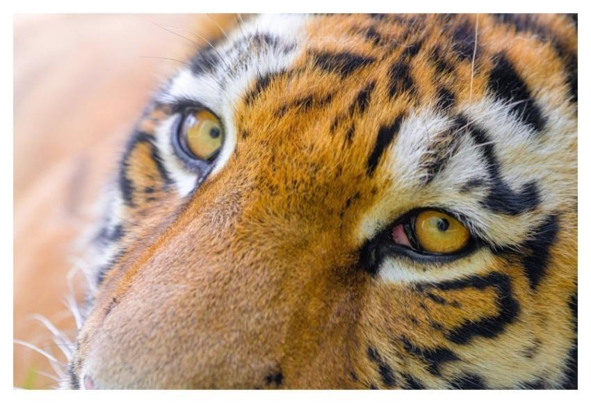 Siberian tiger portrait, carnivore animal