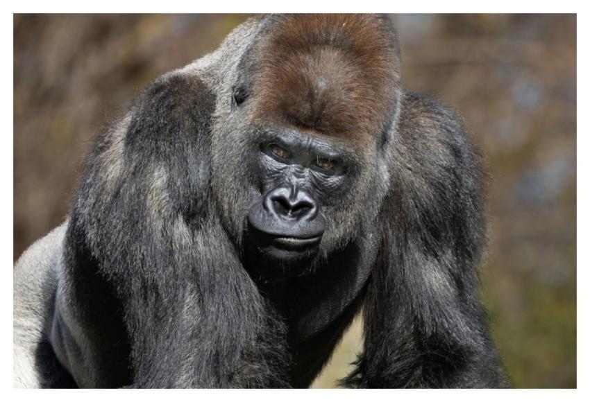 Gorilla, primate ape, wild animal