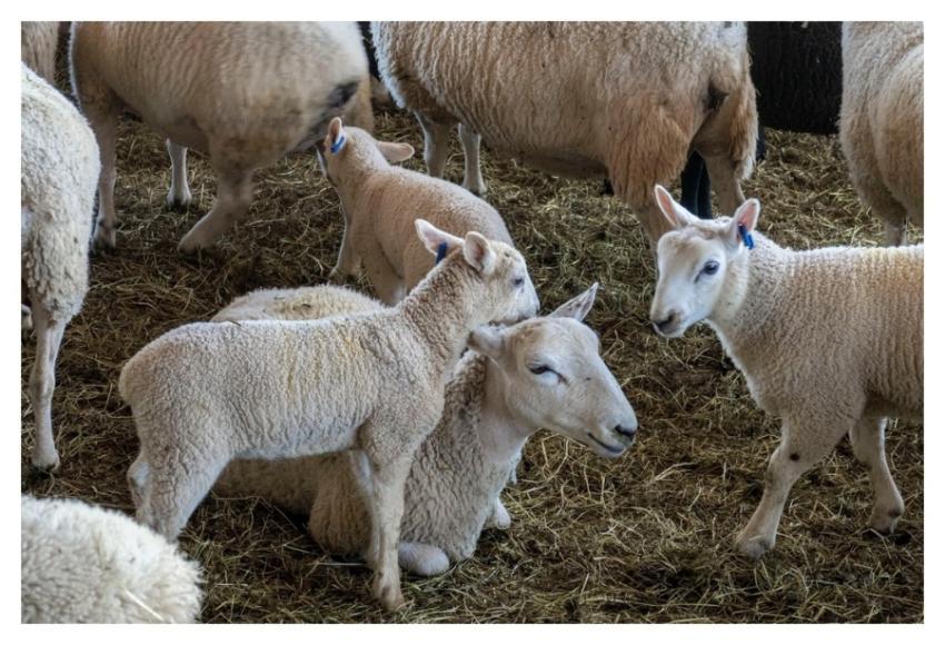 Sheep & lamb, farm animals