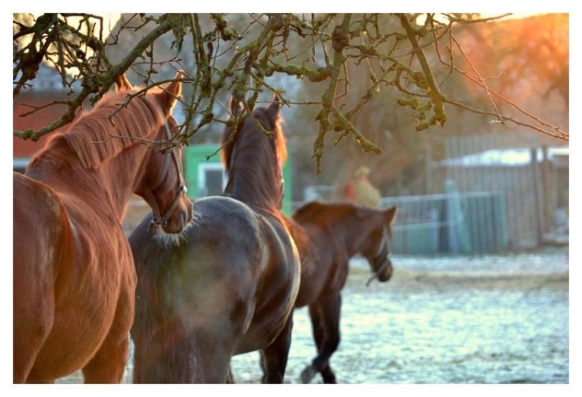 Horses winter, animal photography