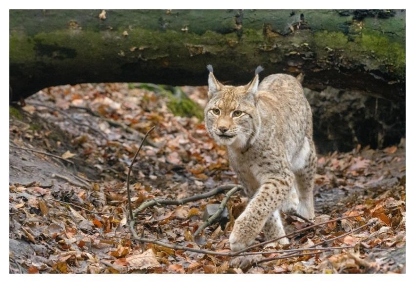 Lynx, wild cat, carnivore animal