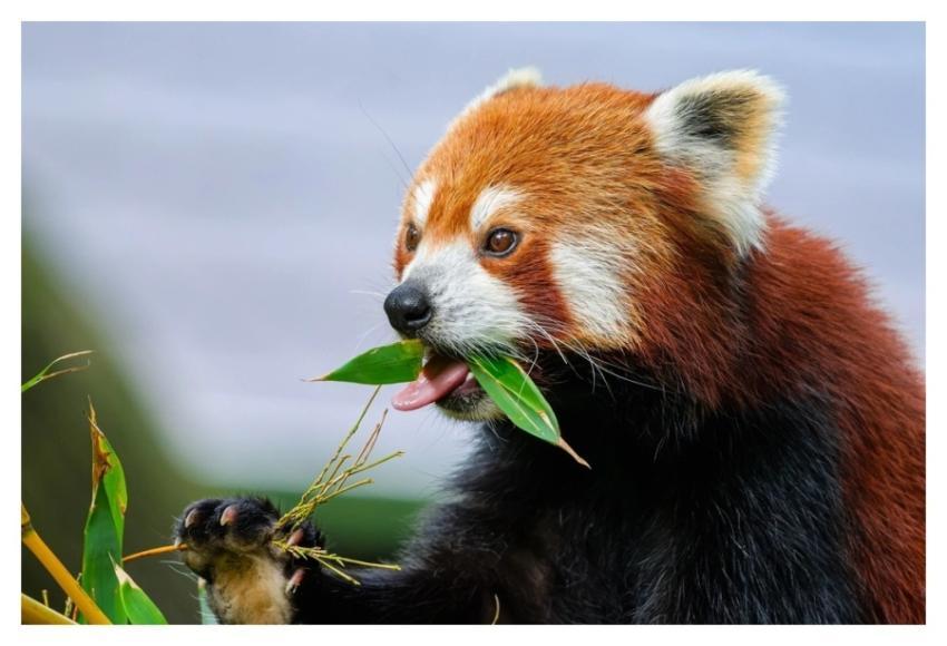 Red panda, herbivore wild animal