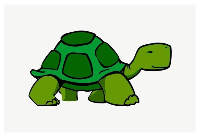 Tortoise animal illustration psd