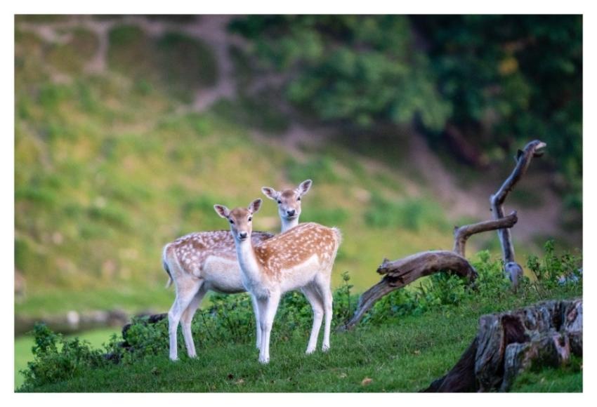 Deers Nature