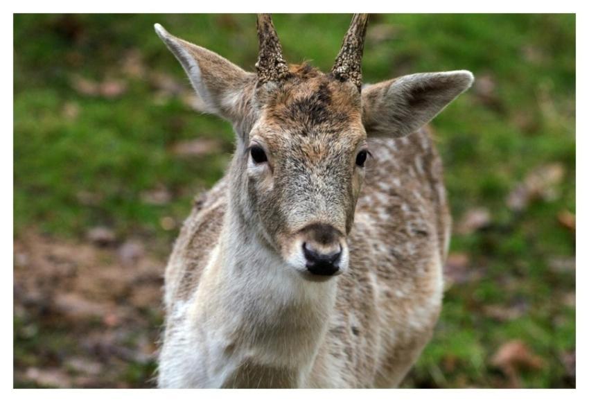 Deer, animal, wildlife background