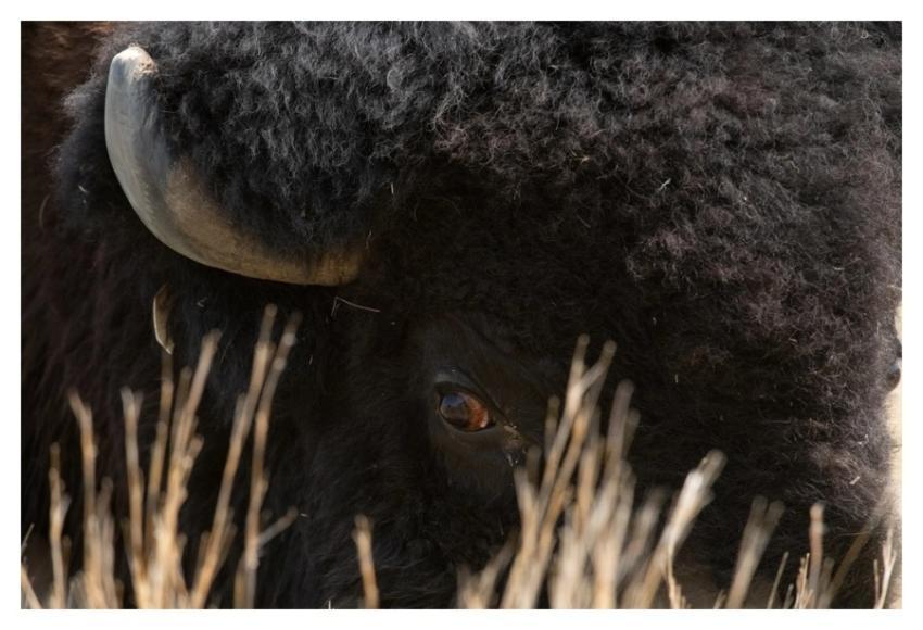 Bison buffalo, animal portrait
