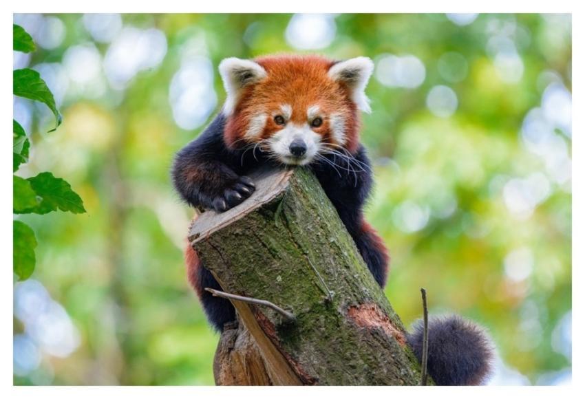 Red Panda, mammal wild animal