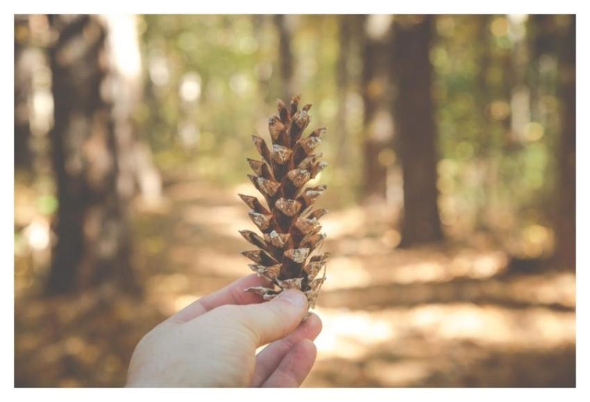Pinecone Nature