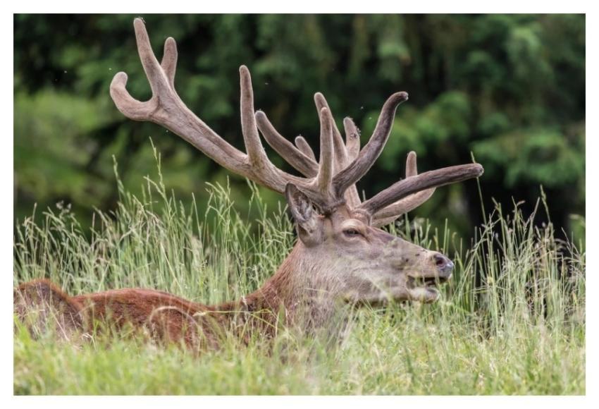 Deer, animal, wildlife background