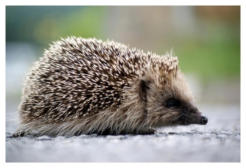 Cute hedgehog, animal image