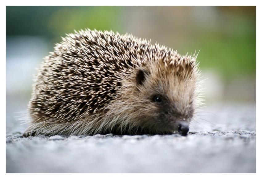 Cute hedgehog, animal image