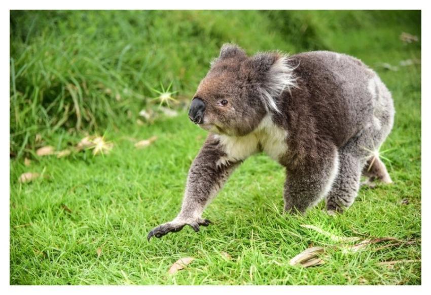Cute koala bear, Australian animal