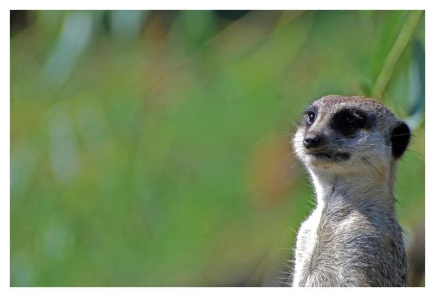 Meerkat standing, desert animal