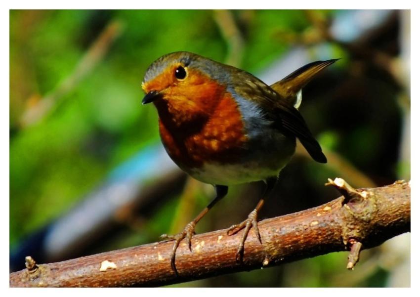 European robin bird, animal photography