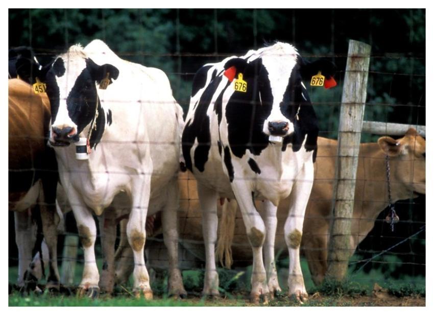 Penned cattle undergoing an inspection for signs o