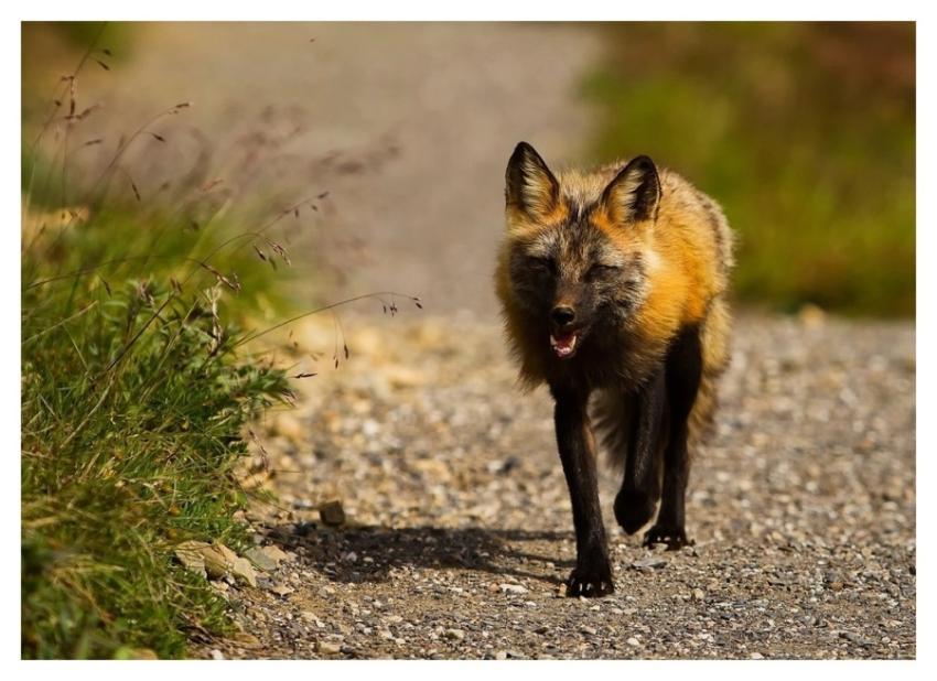 Red fox, wild animal background