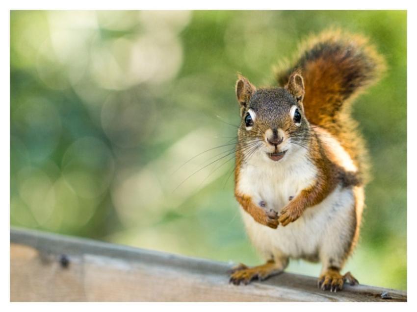 Squirrel Nature