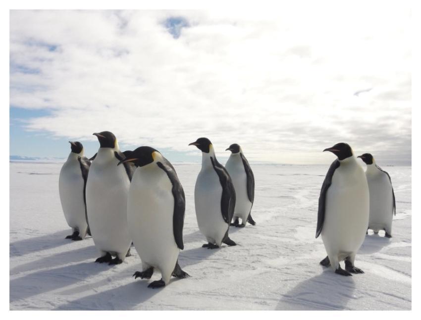 Penguin small group, Arctic animals