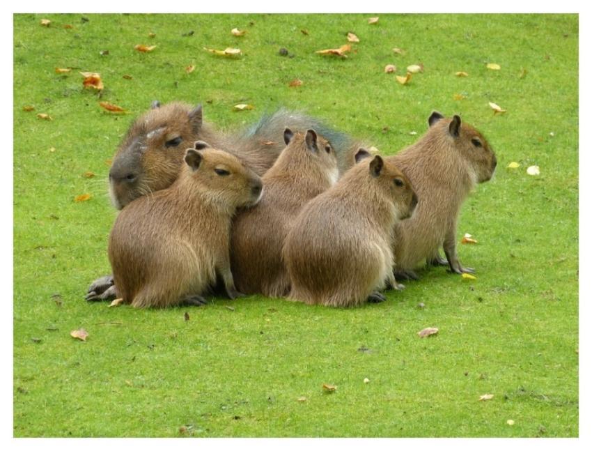 Cute capybara animal