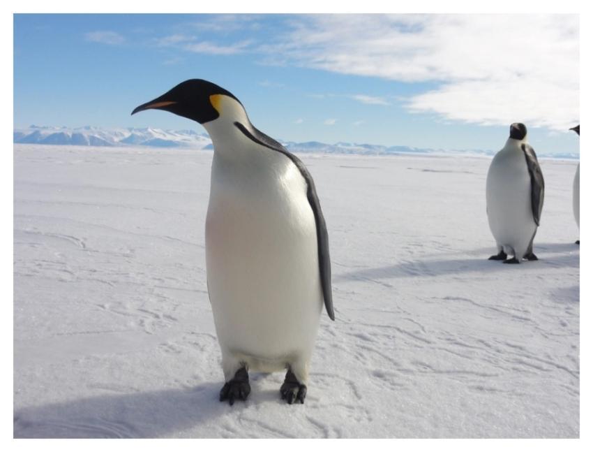Emperor penguins, Arctic animals