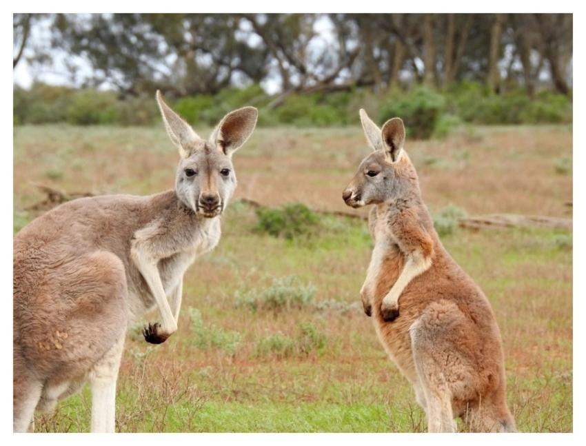 Kangaroo, Australian animal image