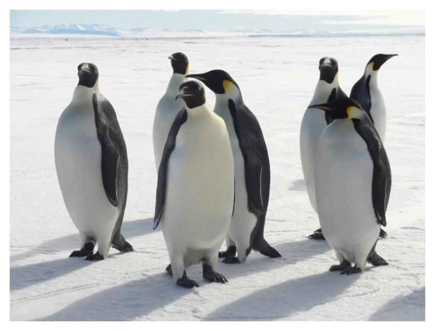Penguin small group, Arctic animals