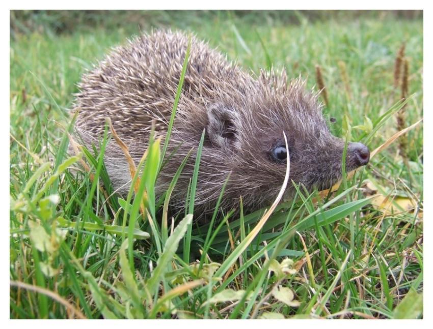 Cute hedgehog, animal image